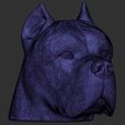 24.jpg Cane Corso dog head for 3D printing