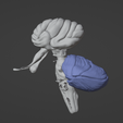 25.png 3D Model of Skull with Brain and Brain Stem - best version