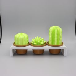 Cactus-Pot-Plants-Cover.jpg Cactus Pot Plants
