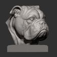 English-bulldog8.jpg English bulldog 3D print model