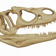 01.jpg Allosaurus fragilis