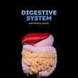 Digestive-System-Anatomical-Model-thumb-1.jpg Digestive System Anatomical Model