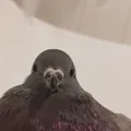 Adi_XwX_