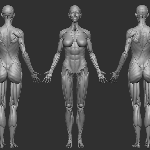 ♀️ ECORCHE FEMALE / FEMALE ANATOMY・ STL File for 3D printing・Cults