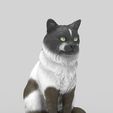 gato-41.jpg Realistic Mongrel Cat