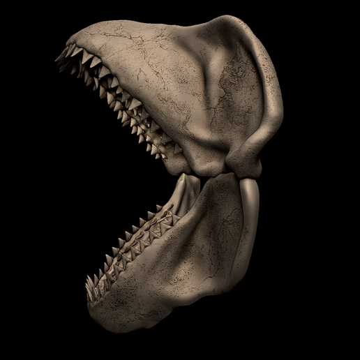 3.png Megalodon Shark Jaw