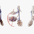 Bronchioles_Render.png 3D file Bronchioles and Alveoli Anatomy・Model to download and 3D print