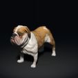 BullDog03.jpg Bulldog - DOG BREED - CANINE -3D PRINT MODEL