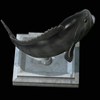 White-grouper-open-mouth-1-31.png fish white grouper / Epinephelus aeneus trophy statue detailed texture for 3d printing