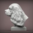 spaniel2.jpg Spaniel cavalier king charles bust 3D print model