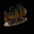 Peacock-Bass-statue-1-3-8.png FISH in motion Peacock bass (Cichla ocellaris) fish natural base detailed texture for 3d printing