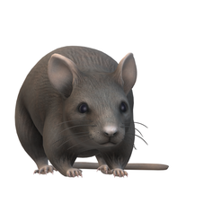 Mouse1.png Real Mouse