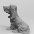 perro-4.jpg Bloodhound