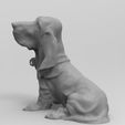 perro-4.jpg Bloodhound