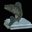 zander-open-mouth-tocenej-13.png fish zander / pikeperch / Sander lucioperca trophy statue detailed texture for 3d printing