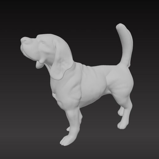 Beagle 3D model