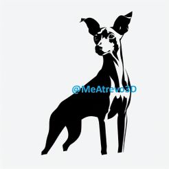 8.jpeg Pinscher nain #8