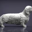 dachshund-longhair6.jpg Dachshund longhair 3D print model