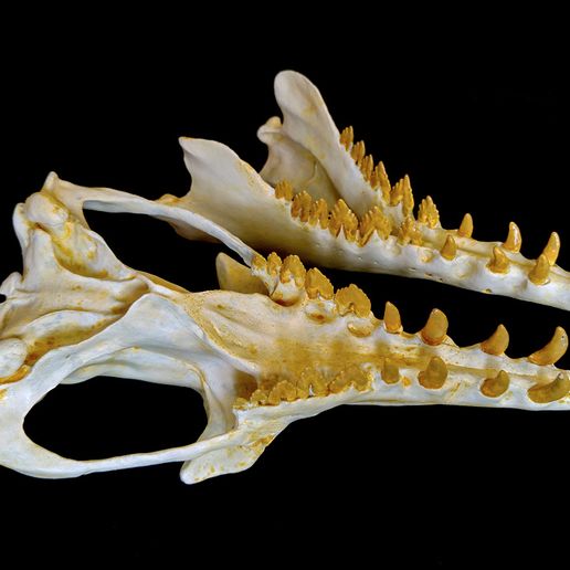 Basilo_preview04.jpg Cráneo de basilosaurio