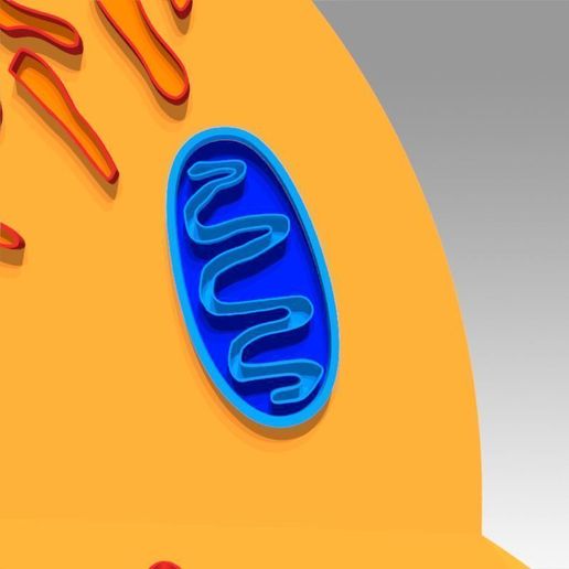 17.jpg Célula animal