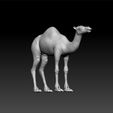 cam1.jpg Camel - camel for game - camel unity3d - camel 3d ue5