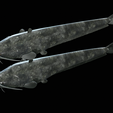Catfish-Europe-25.png FISH WELS CATFISH / SILURUS GLANIS solo model detailed texture for 3d printing