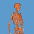 20220406_121421.jpg ESQUELETO 3D