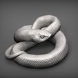 hognose-snakes3.jpg Hognose snakes 3D print model
