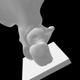 Screen-Shot-2023-02-03-at-4.21.47-PM.png 3D file Hip Joint with Right Humerus and Sacrum Anatomical Model for 3D printing with Stand・3D printer model to download