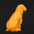 1053-Basset_Griffon_Vendeen_Petit_Pose_06.jpg Basset Griffon Vendeen Petit Dog 3D Print Model Pose 06