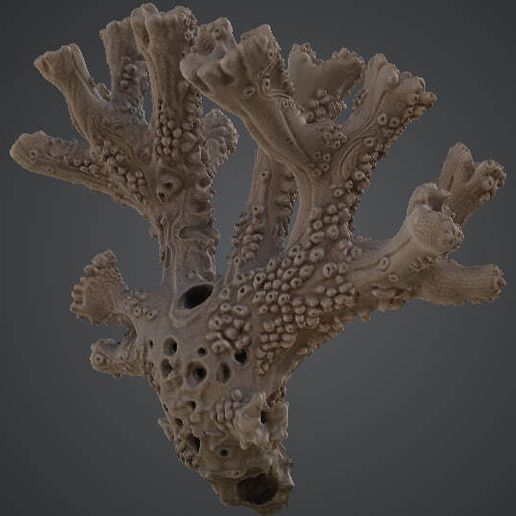 Branching coral aquarium decor pack