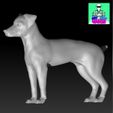 Foxhemparsincults2.jpg Fox Terrier Female Stand Short Tail Dog