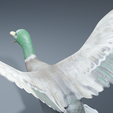 0005.png Photorealistic duck - posable/rigged [stl file included ]