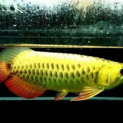 Capture d’écran 2017-06-13 à 09.50.59.png STL-Datei arowana kostenlos・3D-druckbare Vorlage zum herunterladen