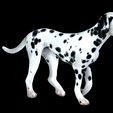 0_00057.jpg DOG - DOWNLOAD Dalmatian 3d model - Animated for blender-fbx- Unity - Maya - Unreal- C4d - 3ds Max - CANINE PET GUARDIAN WOLF HOUSE HOME GARDEN POLICE  3D printing DOG DOG
