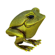 model-5.png Gold frog