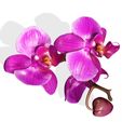 00.jpg Orquídea Pink Phalaenopsis Orchid FLOWER Kasituny Orchid 3D MODEL butterfly Orquídea rosada ROSSE CHARMANDER BULBASAUR