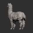 alpaca12.jpg alpaga