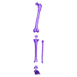 pierna izquierda.stl Human Skeleton/Limbs/Arms/Arms/Legs(DETAILED)... Human Skeleton/Limbs/Arms/Legs(DETAILED)