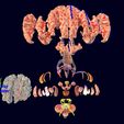 screenshot145.jpg Central nervous system cortex limbic basal ganglia stem cerebel 3D model
