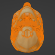 34.png 3D Model of Skull with Brain and Brain Stem - best version