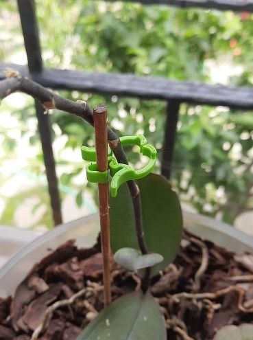 Plant Support Clip – Easy Garden Branch Fastener