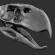 f2.jpg Terror bird skull - Andalgalornis