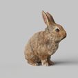 Rabbit-Sit.1689.jpg Bunny Rabbit Sitting Pose- TOOLS ,GARDENING SERIES