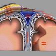 20.jpg Brain with meninges scalp detailed labelled 3D