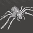 mm1.jpg Skeleton Tarantula Spider