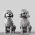 poodles-9.jpg Toy Poodle / Poodle