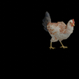 OLLL.png CHICKEN CHICKEN - DOWNLOAD CHICKEN 3d Model - animated for Blender-Fbx-Unity-Maya-Unreal-C4d-3ds Max - 3D Printing HEN hen, chicken, fowl, coward, sissy, funk- BIRD - POKÉMON - GARDEN