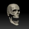 ZBrush-Document5.jpg Regular Human Skull - Detachable Jaw