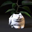 10007.jpg Planter cat